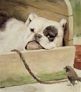 Bulldogge, 1927